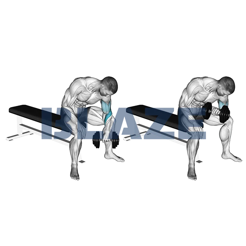 Curl de concentration avec haltère et prise inversée