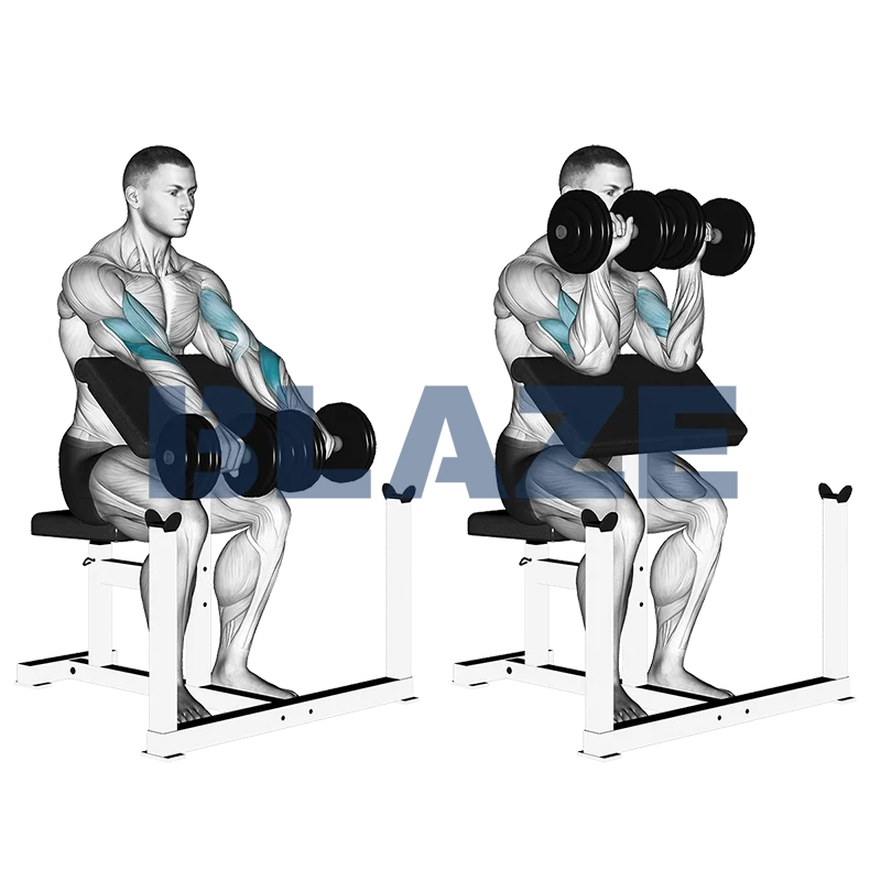 Curl du prédicateur avec haltères et prise inversée