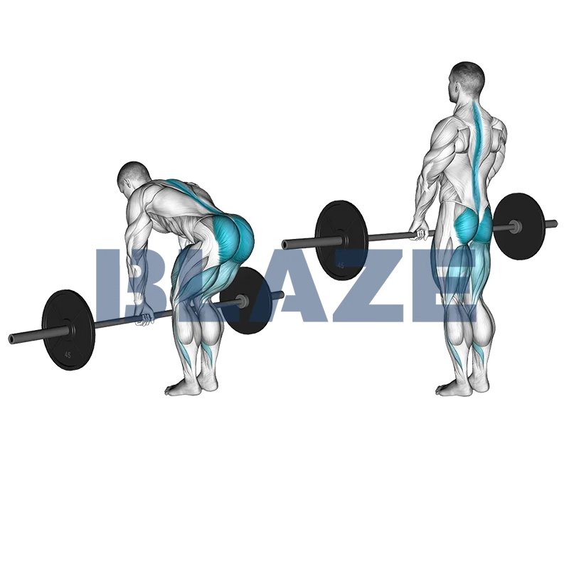 Le soulevé de terre roumain avec barre