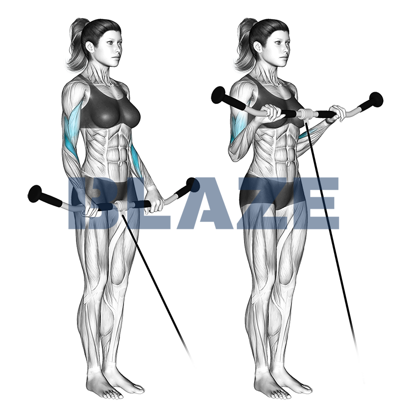 Bizeps-Curl am Kabelzug im Obergriff