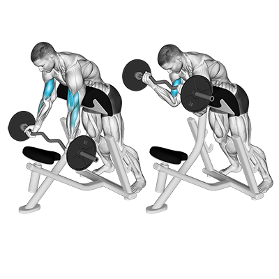 Bizeps-Curl mit SZ-Stange auf Schrägbank 