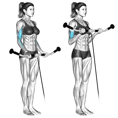 Bizeps-Curl am Kabelzug 