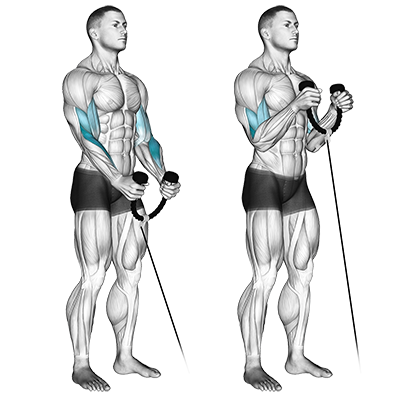 Hammer-Curl mit Kabelzug 