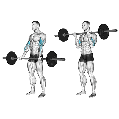 Bizeps-Curl mit Langhantel (normaler Griff) 