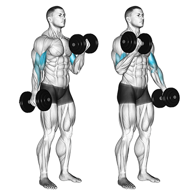 Bizeps-Curl mit Kurzhanteln (abwechselnd) 