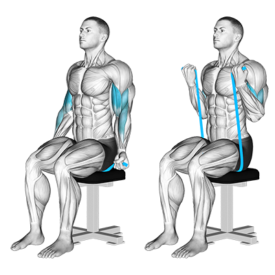 Bizeps-Curl mit Band (sitzend) 