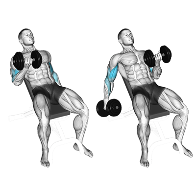 Curl des biceps avec haltères alternés (incliné)