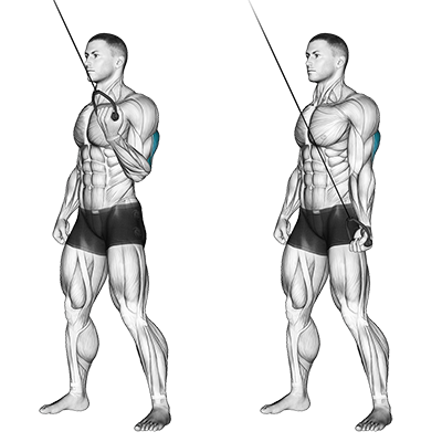 Extension triceps à une main en prise inversée avec câble