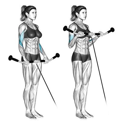 Boucle de biceps avec câble et prise inversée