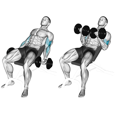 Flexion des biceps avec haltères (incliné)