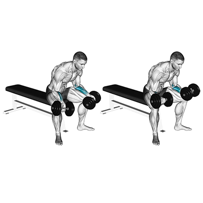 Flexion des poignets paumes vers le haut avec un haltère (assise)