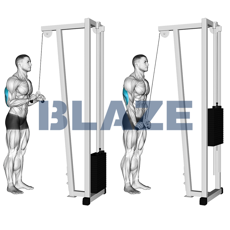 Triceps pushdown met kabel en v-bar